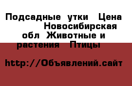 Подсадные  утки › Цена ­ 1 500 - Новосибирская обл. Животные и растения » Птицы   